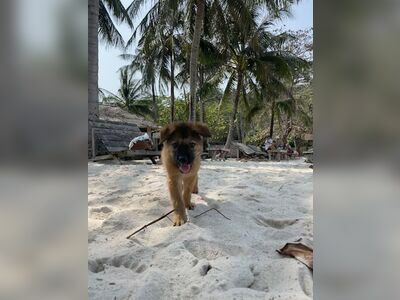 Koh Mak Animal Clinic