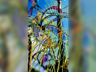 Art Free Cove