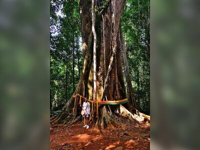 Giant Makha Tree