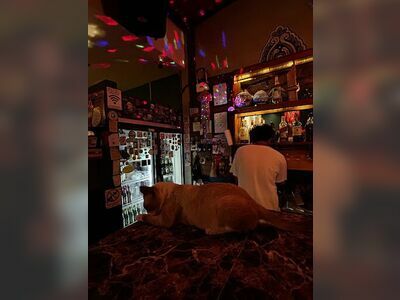 Jellyfish Bar & Tattoo