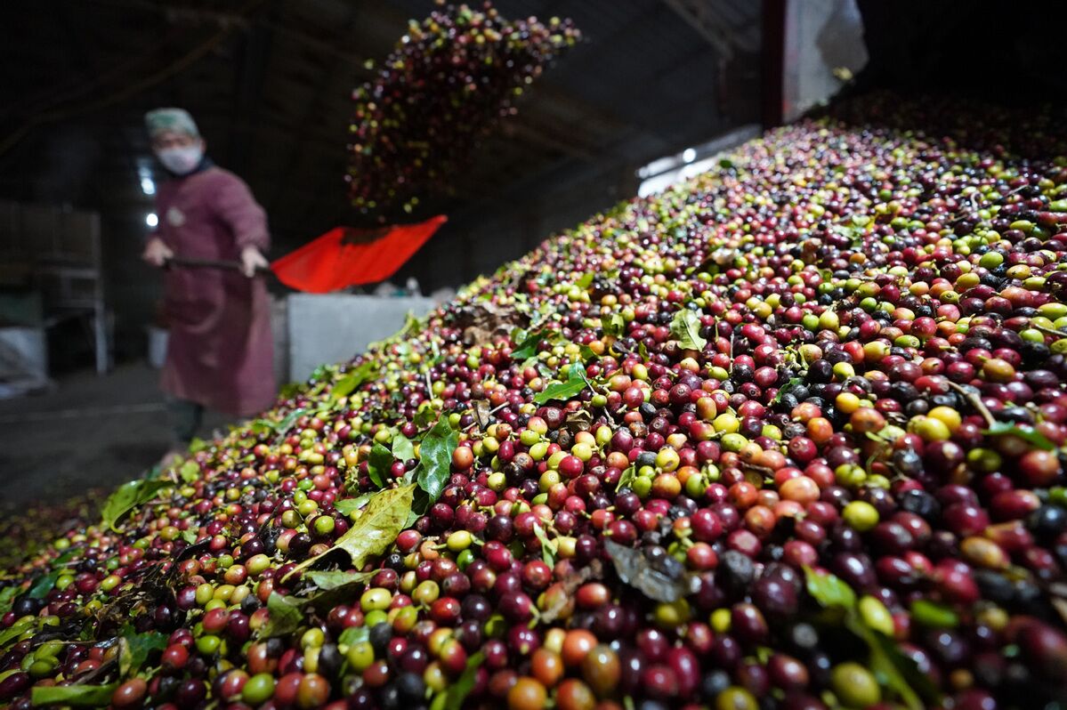Pu'er: China's Coffee Capital Expands Its Cultural and Tourism Appeal