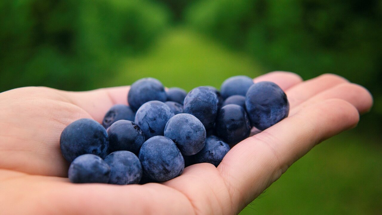Laos Launches Export-Oriented Blueberry Project