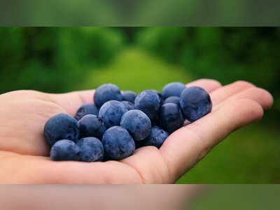 Laos Launches Export-Oriented Blueberry Project