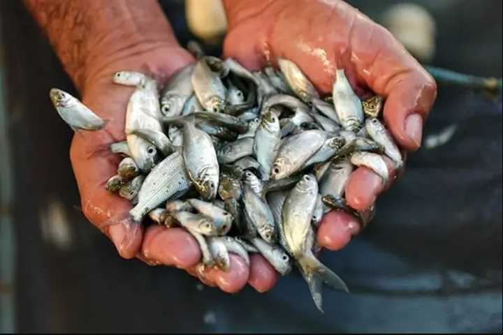 Laos Plans to Release 65 Million Fish Fingerlings to Support Biodiversity