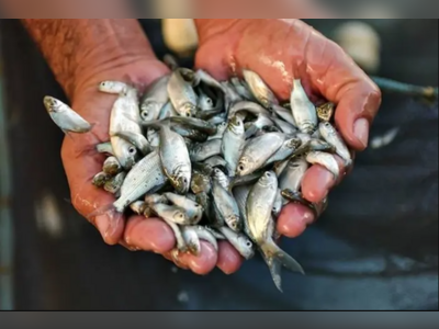 Laos Plans to Release 65 Million Fish Fingerlings to Support Biodiversity