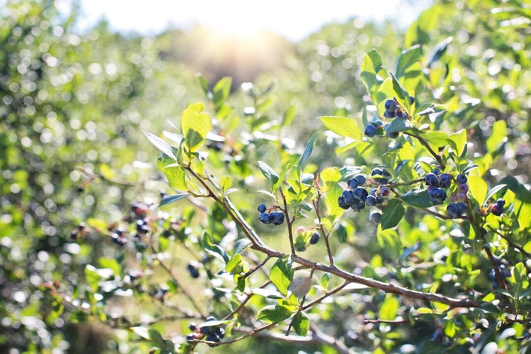 Proterra Asia Fund Expands with Blueberry Export Hub in Southeast Asia