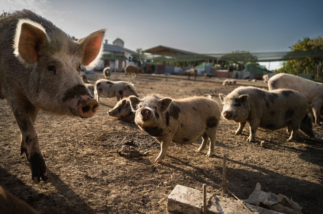 African Swine Fever Threatens Vietnam’s Food Security