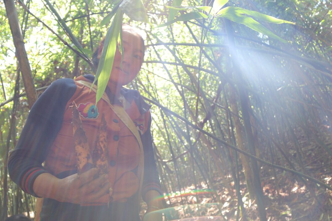 Rural Laos Empowered to Manage Bamboo Forests