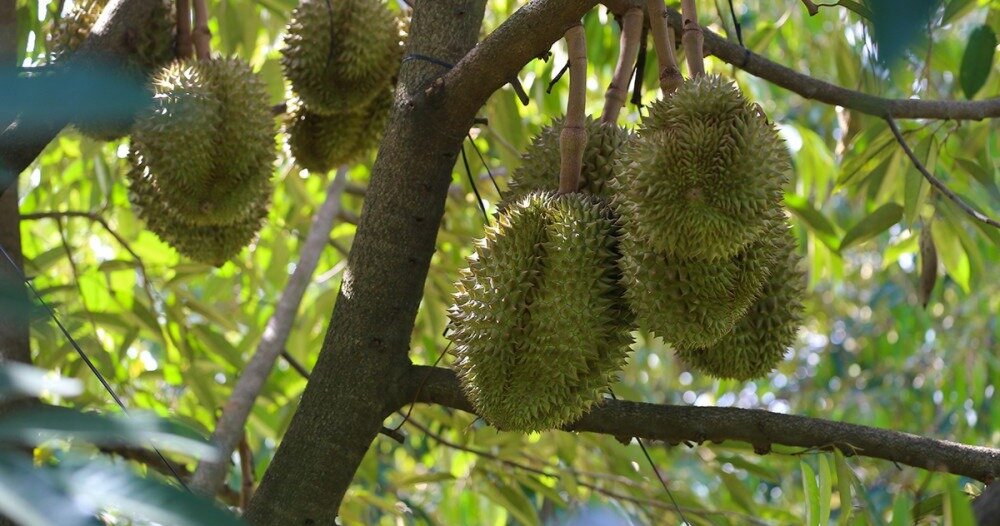 Cambodia Launches First Fresh Durian Exports to China