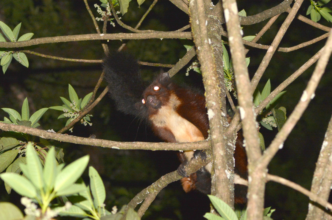 New Arboreal Flying Squirrel Species Confirmed in Laos