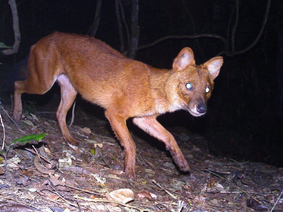 Endangered Wildlife Found Shot in Laos Despite Conservation Efforts