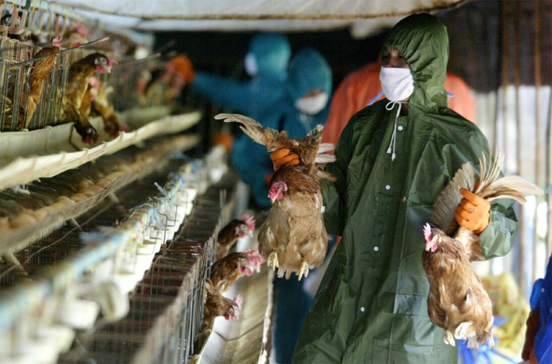 Cambodia Confirms 15th Human H5N1 Infection This Year
