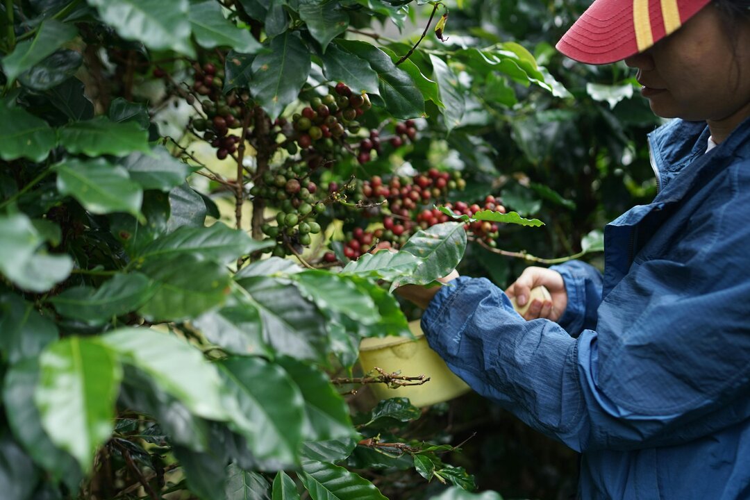 Laos Coffee Farmers Call for Greater Support in Agroforestry Transition