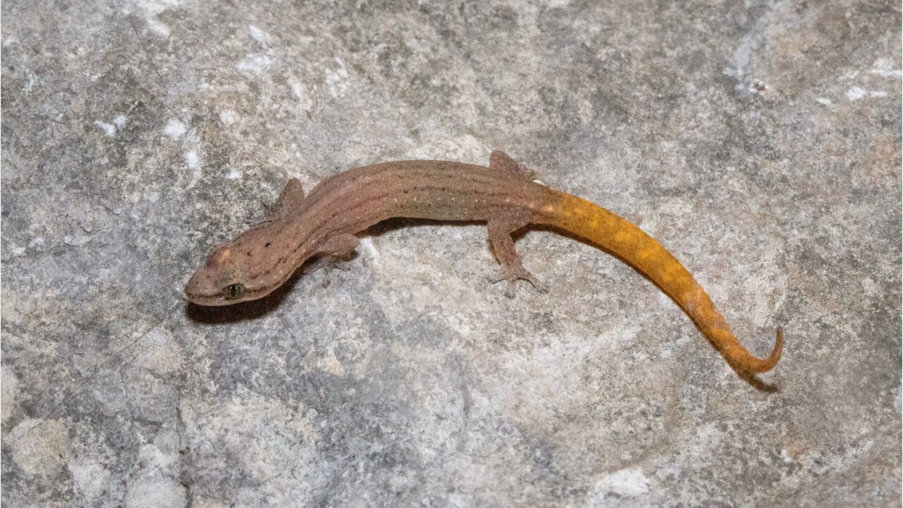 Three New Gecko Species Discovered in Cambodia’s Remote Caves