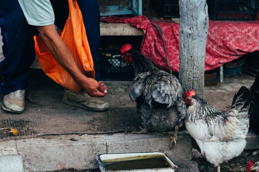Cambodia Confirms New Avian Flu Cases
