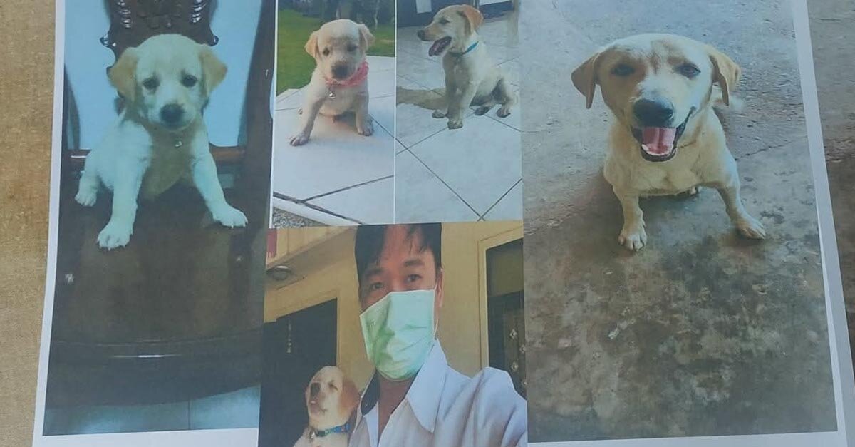 Dog Poisoning Crisis Sparks Justice Campaign in Laos