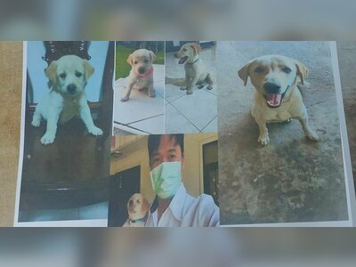 Dog Poisoning Crisis Sparks Justice Campaign in Laos