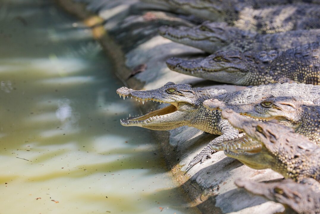 Over 3,000 Crocodiles to Be Exported From Cambodia