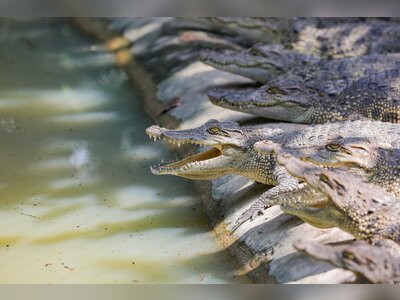 Cambodia to Export 3,000 Crocodiles to China and Vietnam