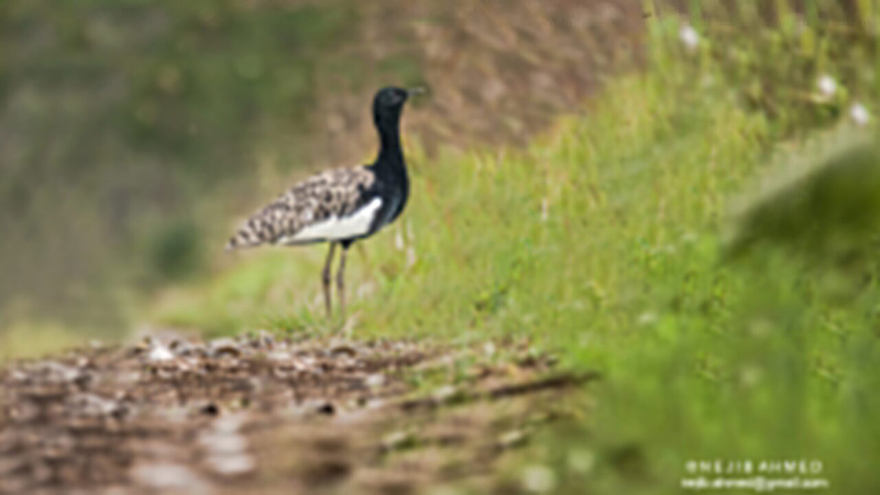 Nepal Considers Cambodia’s Breeding Model to Protect Bengal Florican