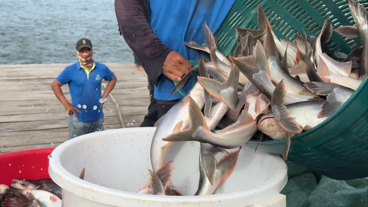 Laos Expands Role in Global Pangasius Trade