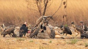 Cambodia’s Vulture Population Remains Stable