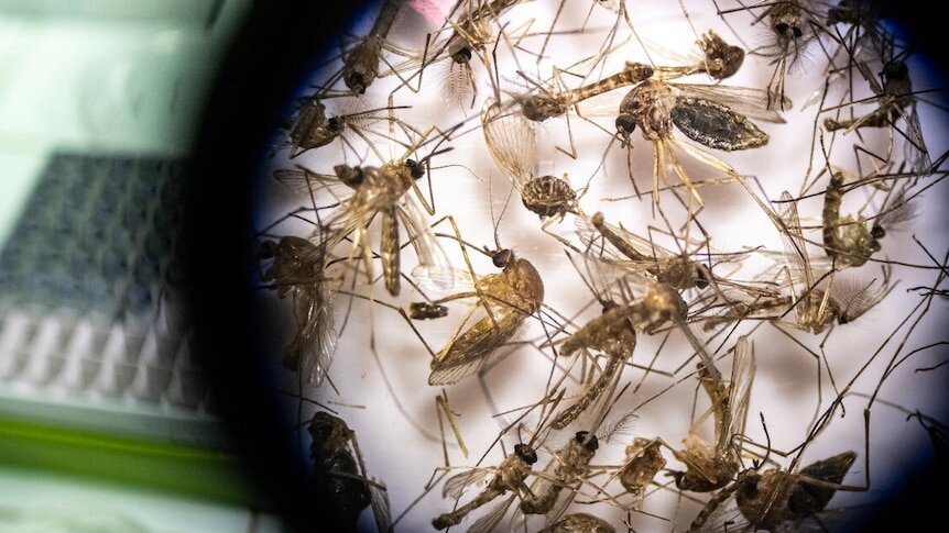 Melbourne Mosquito Project Helps Laos Fight Dengue