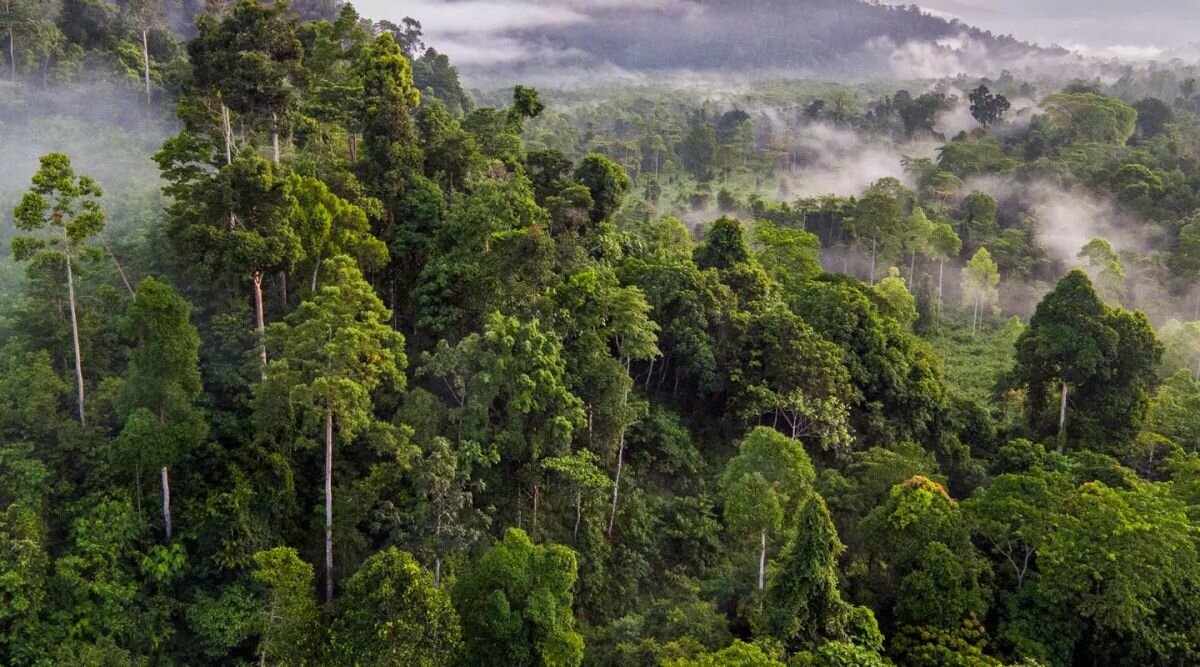 Proposed Irrigation Dam Threatens Cambodian Forest