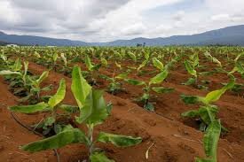 Investigation Probes Laos’ Banana and Durian Plantations