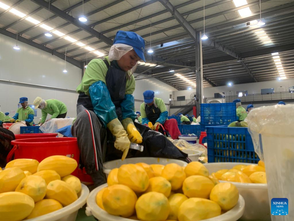 Cambodia’s Agricultural Exports Reach 3.88 Billion Dollars in First Nine Months