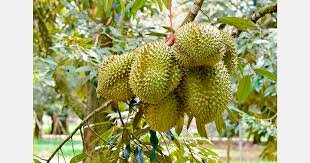 Laos Launches Durian Export Project for Chinese Market
