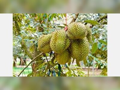 Laos Launches Durian Export Project for Chinese Market