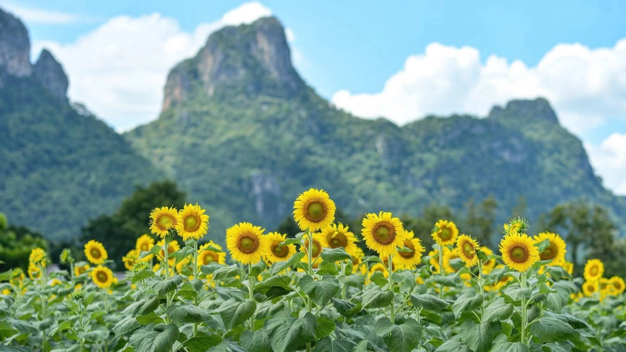 Lopburi’s First Sunflower Field Blooms, Welcoming Tourists for Long Holiday