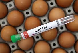 WHO Monitors 'Worrying' Bird Flu Situation in Cambodia