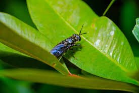 Black Soldier Fly Emerges as Sustainable Feed Alternative in Vietnam