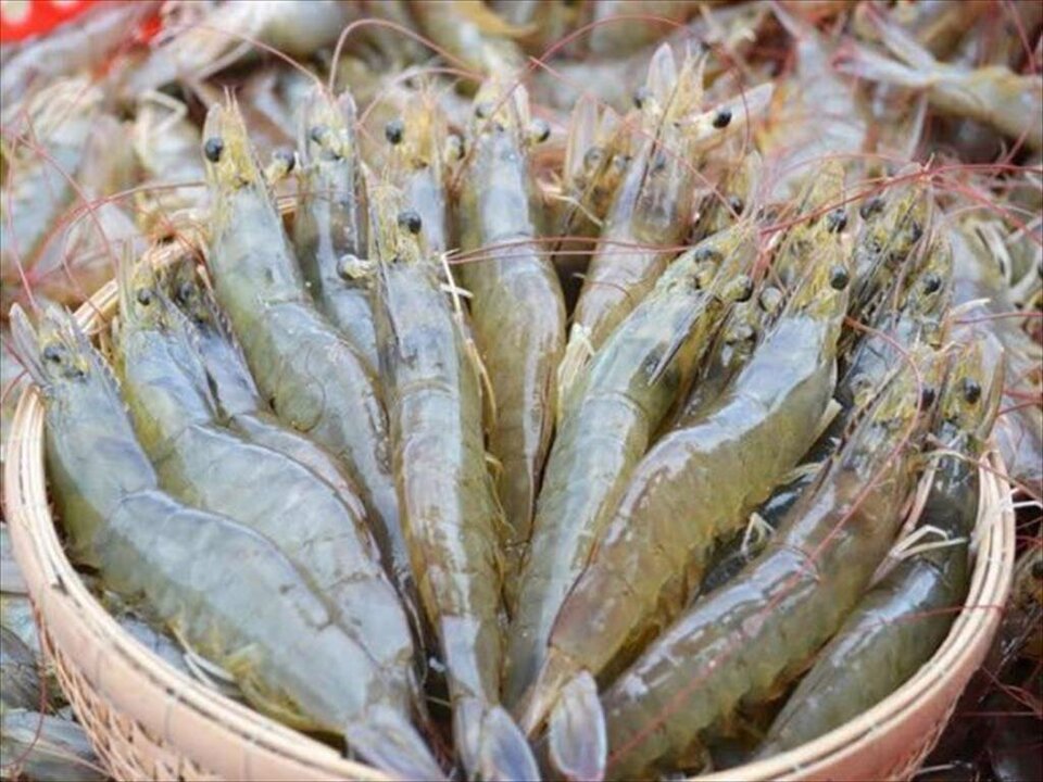 Vietnam’s Farmed Shrimp Output Surpasses 800,000 Tons Despite Challenges