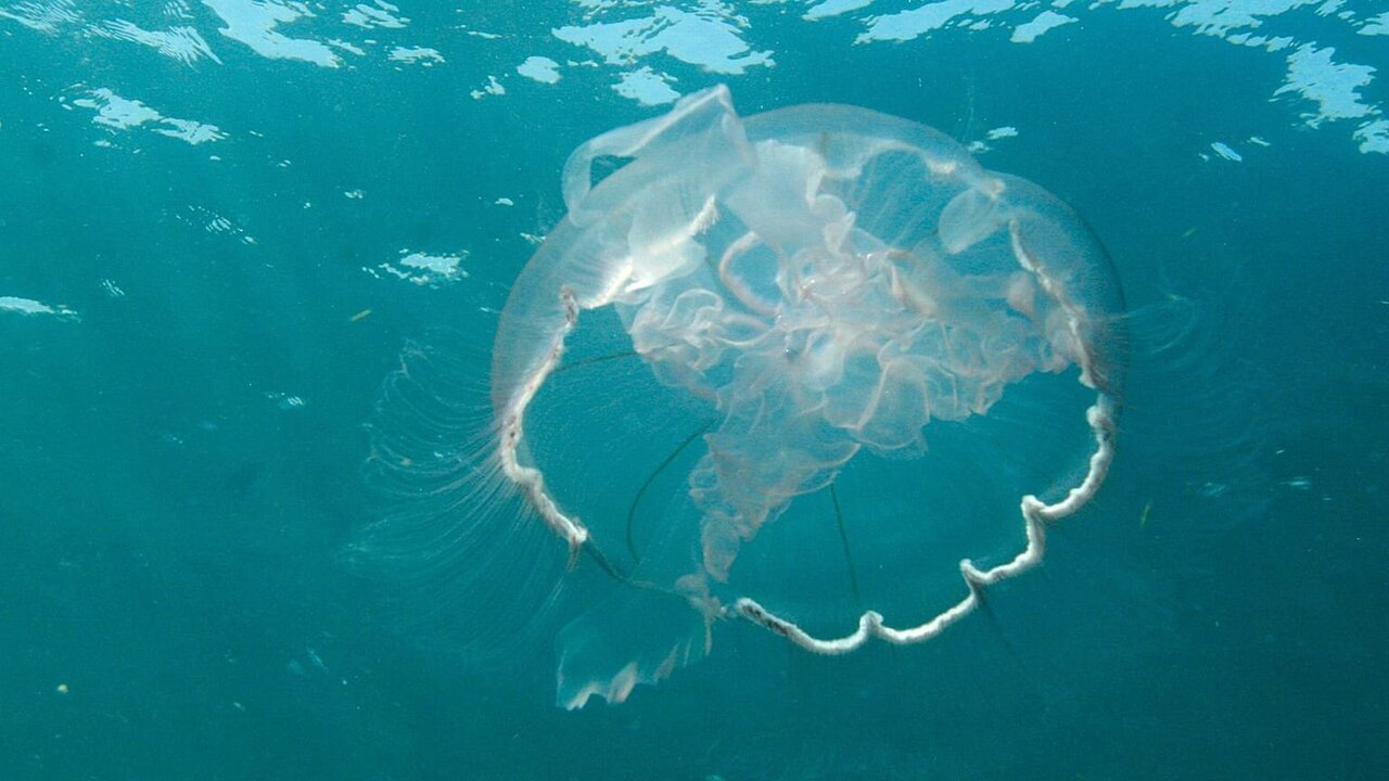 Public Health Ministry Issues Warning on Venomous Jellyfish