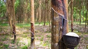 Vietnam’s Rubber Industry Shows Strong Potential Amid Global Demand