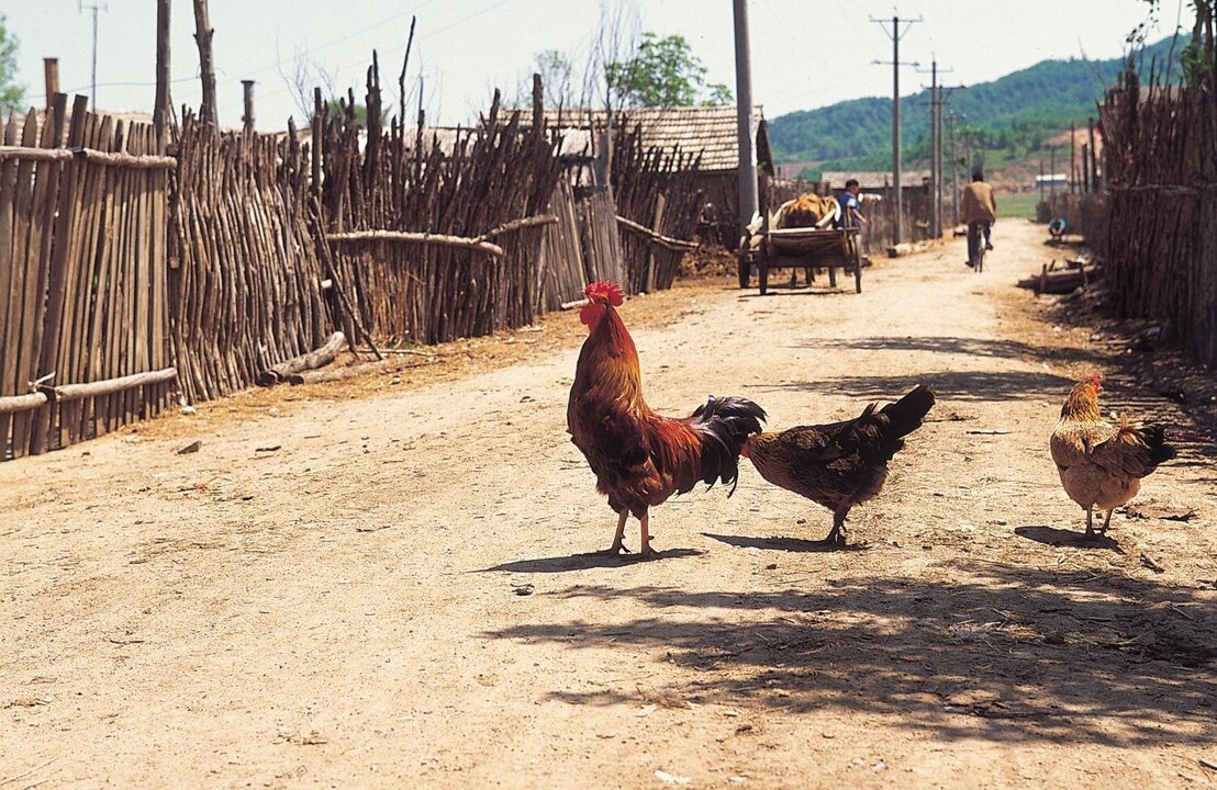 Cambodia Reports H5N1 Bird Flu Case in Young Girl as China Logs New H9N2 Infections