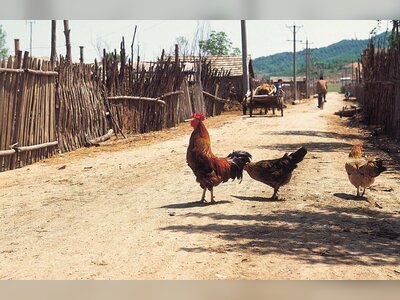 Cambodia Reports H5N1 Bird Flu Case in Young Girl as China Logs New H9N2 Infections