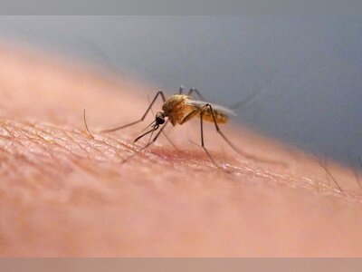 Hong Kong’s Fourth Local Chikungunya Case May Point to New Transmission Source