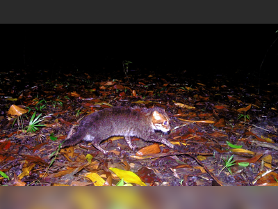 Endangered Flat-Headed Wild Cat Rediscovered in Thailand After Nearly Three Decades