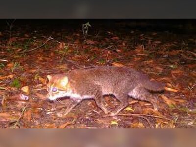 Endangered Flat-Headed Wild Cat Rediscovered in Thailand After Nearly Three Decades