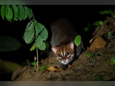 Endangered Flat-Headed Wild Cat Rediscovered in Thailand After Nearly Three Decades