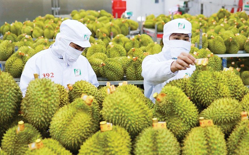 Vietnam’s Durian Exports Surge, Poised to Surpass Thailand in China’s Fruit Market