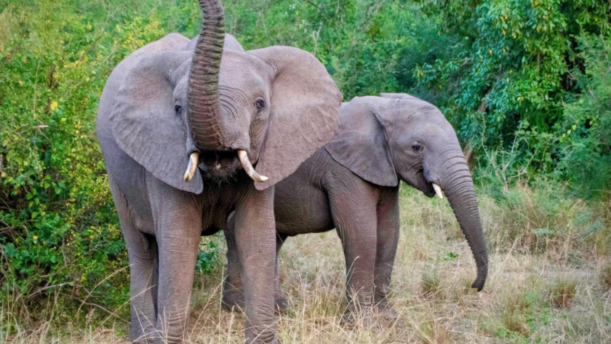 Mississippi State Expands Veterinary Global Learning With Thailand and Belize Study Abroad Programs