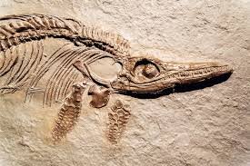 New Fossil Analysis Prompts Scientists to Reexamine Key Evolutionary Assumptions