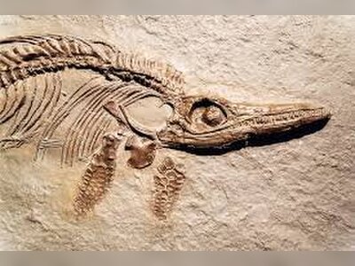 New Fossil Analysis Prompts Scientists to Reexamine Key Evolutionary Assumptions