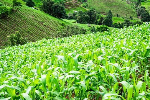 Thailand Implements ‘Burn-Free’ Corn Import Regulations to Reduce PM2.5 Pollution