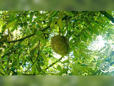 Thailand’s Ministry of Commerce and Department of Internal Trade expand durian quality-and-supply oversight to protect premium export positioning and price stability strategy